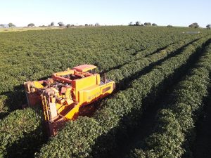 Preço do café sobe em Nova York com mercado atento ao El Niño