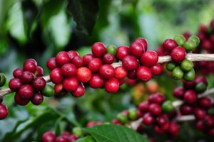 Café arábica ‘devolve’ parte da alta de segunda e cai mais de 9% em NY