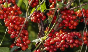 Café inicia sessão com arábica em leve alta e robusta recua nas bolsas...