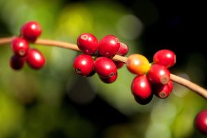 Café abre a semana com leves oscilações nas bolsas e mercado segue atento ao...