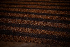 Café abre em queda nas bolsas, mas mercado segue sustentado por oferta...