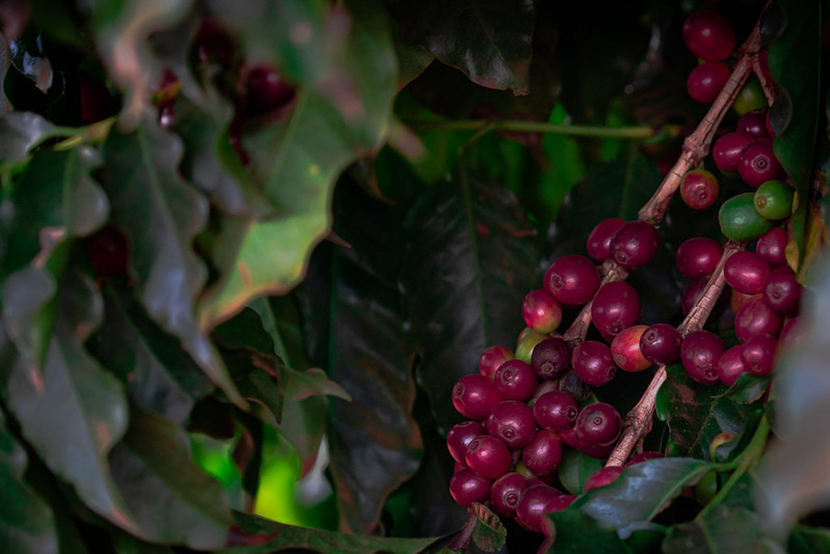 Café registra alta de 4% em Nova York, alcançando o maior preço em 14 dias.