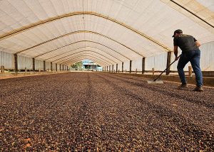 Café dispara nas bolsas e fecha a 4º feira em alta de mais de 4% em Nova York