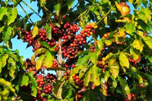Café volta a cair em Nova York, devolvendo parte de alta histórica