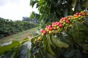 Café/Cepea: Preocupações com clima e qualidade elevam volatilidade do arábica