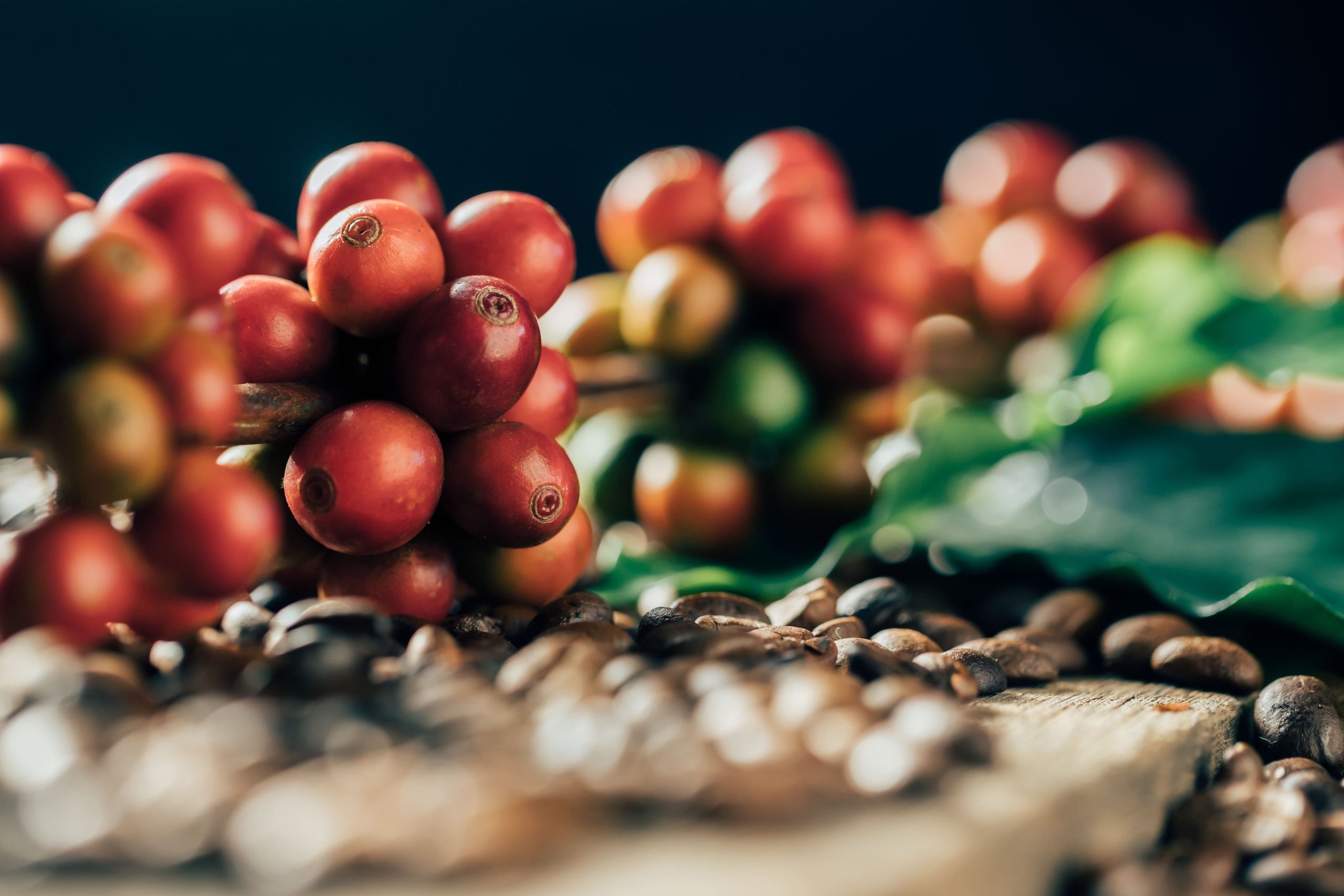 Café/Cepea: Precipitações afetam a colheita do grão arábica.