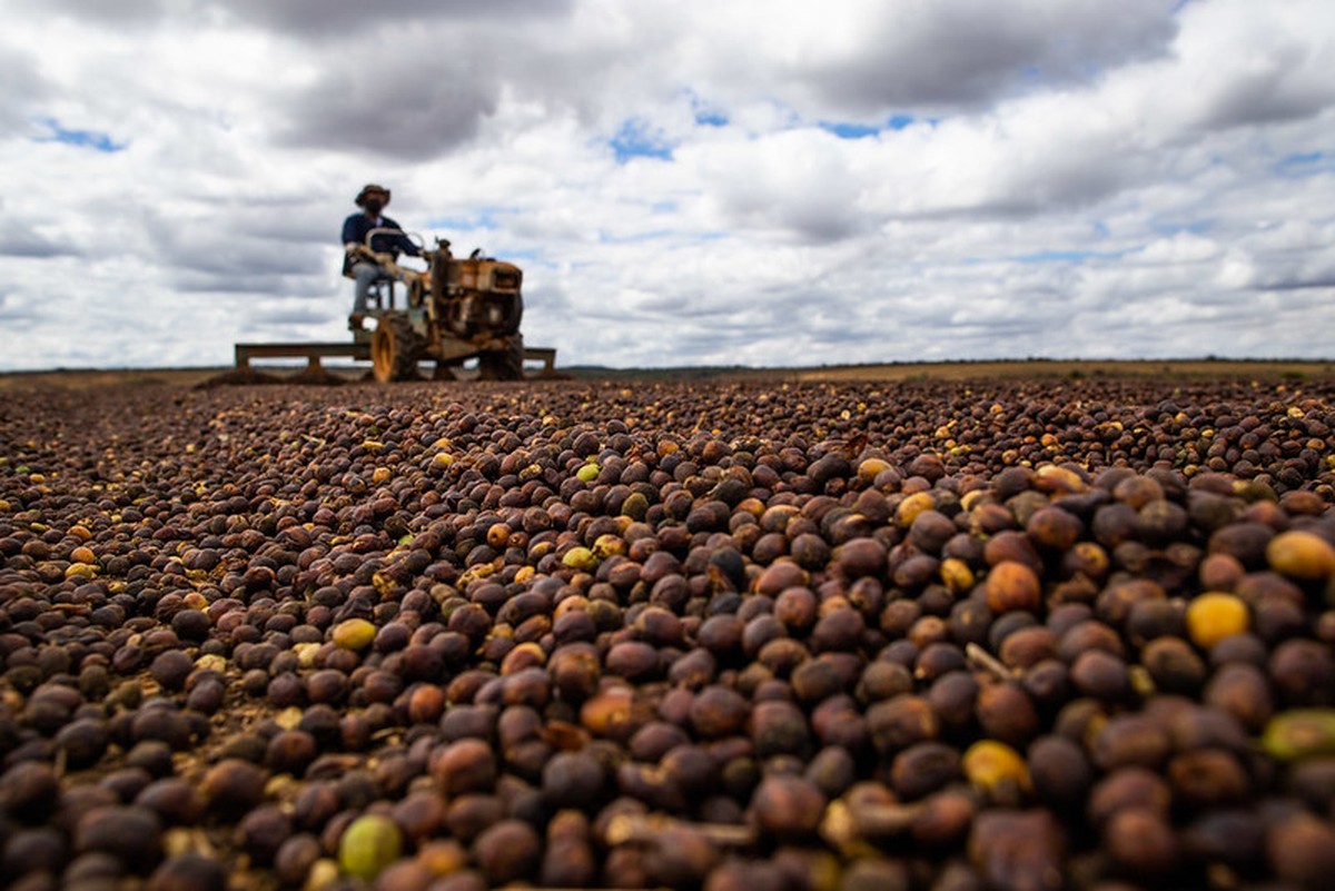 Chuvas afetam a safra de café arábica nas áreas de cultivo.