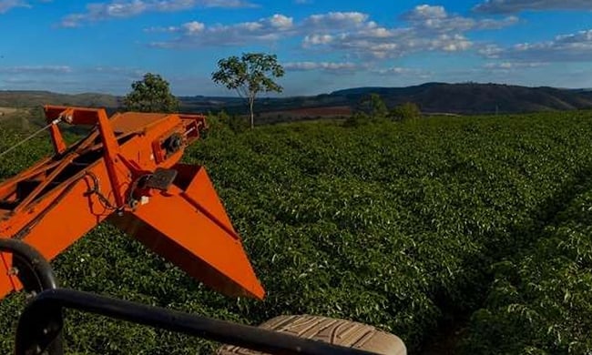 Colheita de café arábica na região da Expocacer atinge 60% do esperado.