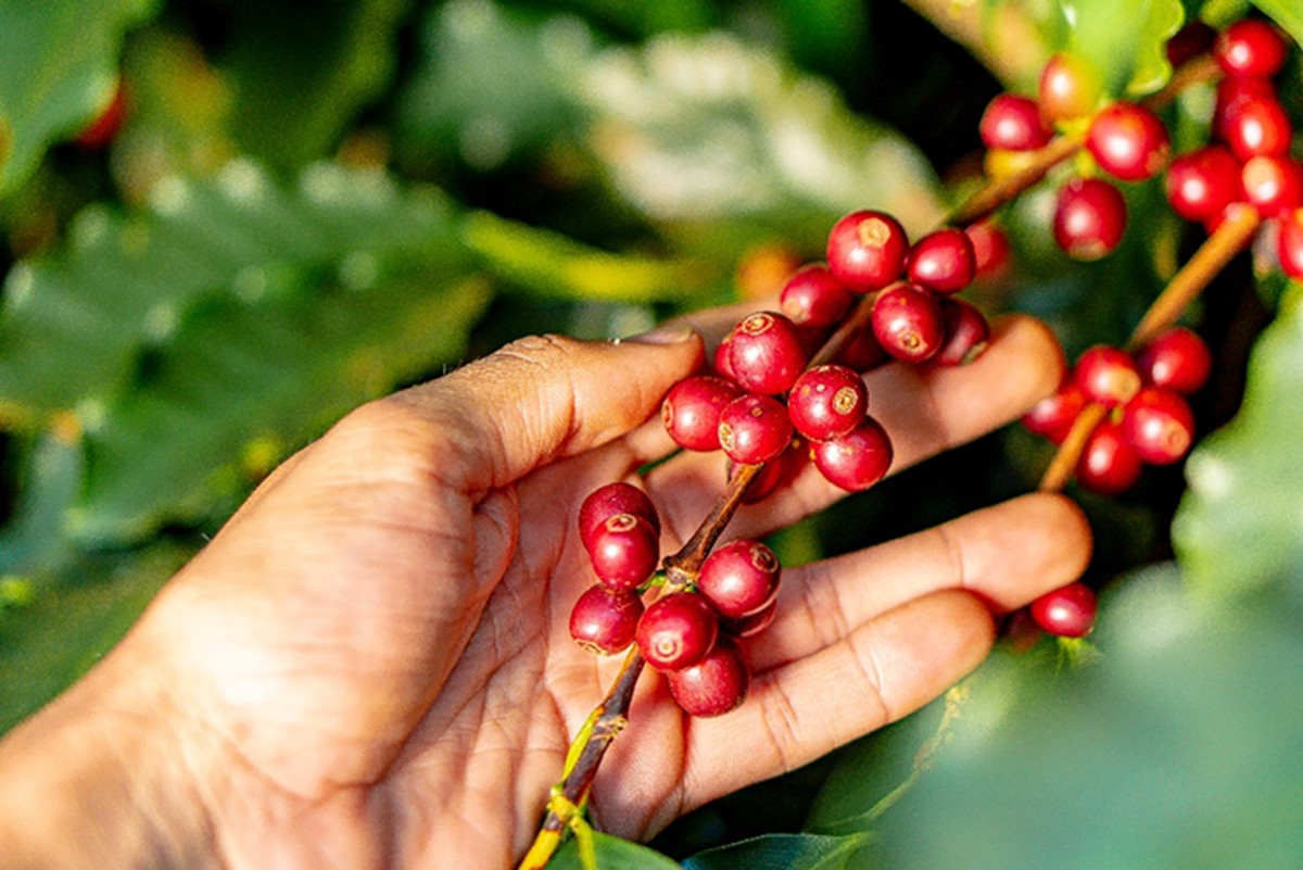 Colheita de café arábica no Cerrado Mineiro atinge 60% do esperado.