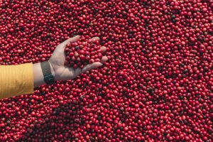 Colheita de café avança para 24,9% na área monitorada pela Cooxupé
