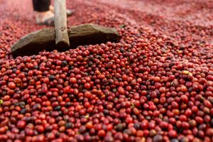 Colheita de café na área de atuação da Cooxupé alcança 47,3%