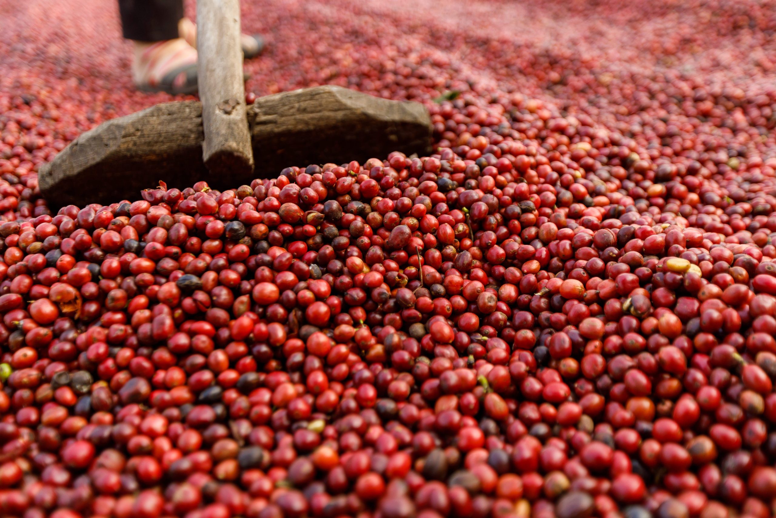 Colheita de café na região da Cooxupé atinge 47,3%