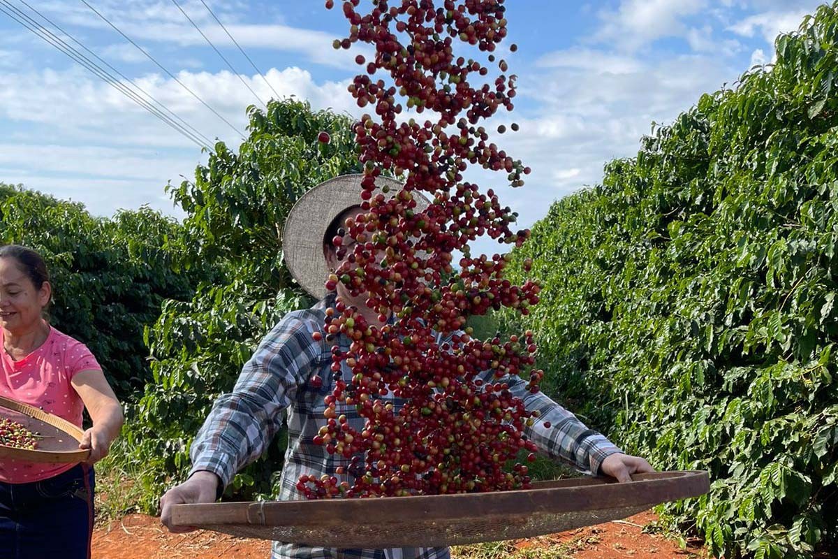 Condições climáticas favorecem a colheita do café, mas o atraso persiste.