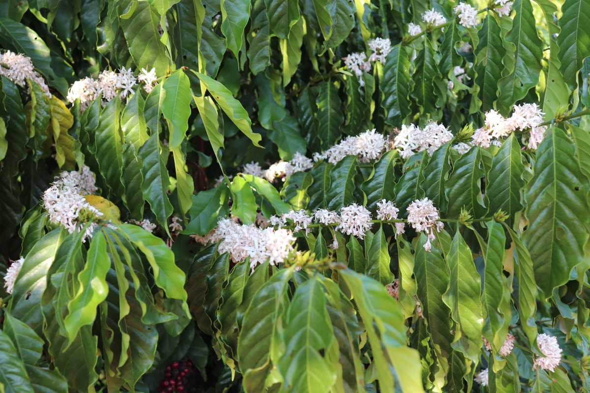 El Niño prevê chuvas e pode estimular floradas no café em agosto.