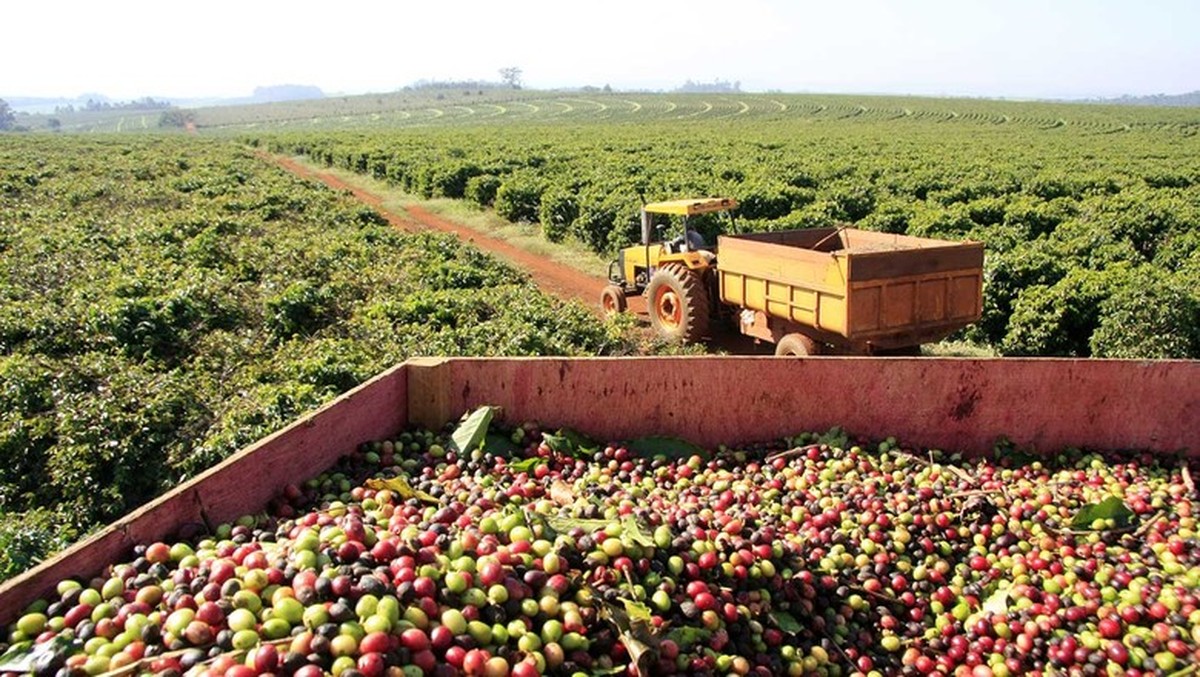 Expectativa de aumento de 17% nas exportações de café na safra 2026/27, totalizando 45 milhões de sacas.