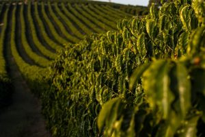 Fórum Café e Clima debate impactos das condições meteorológicas na área da...