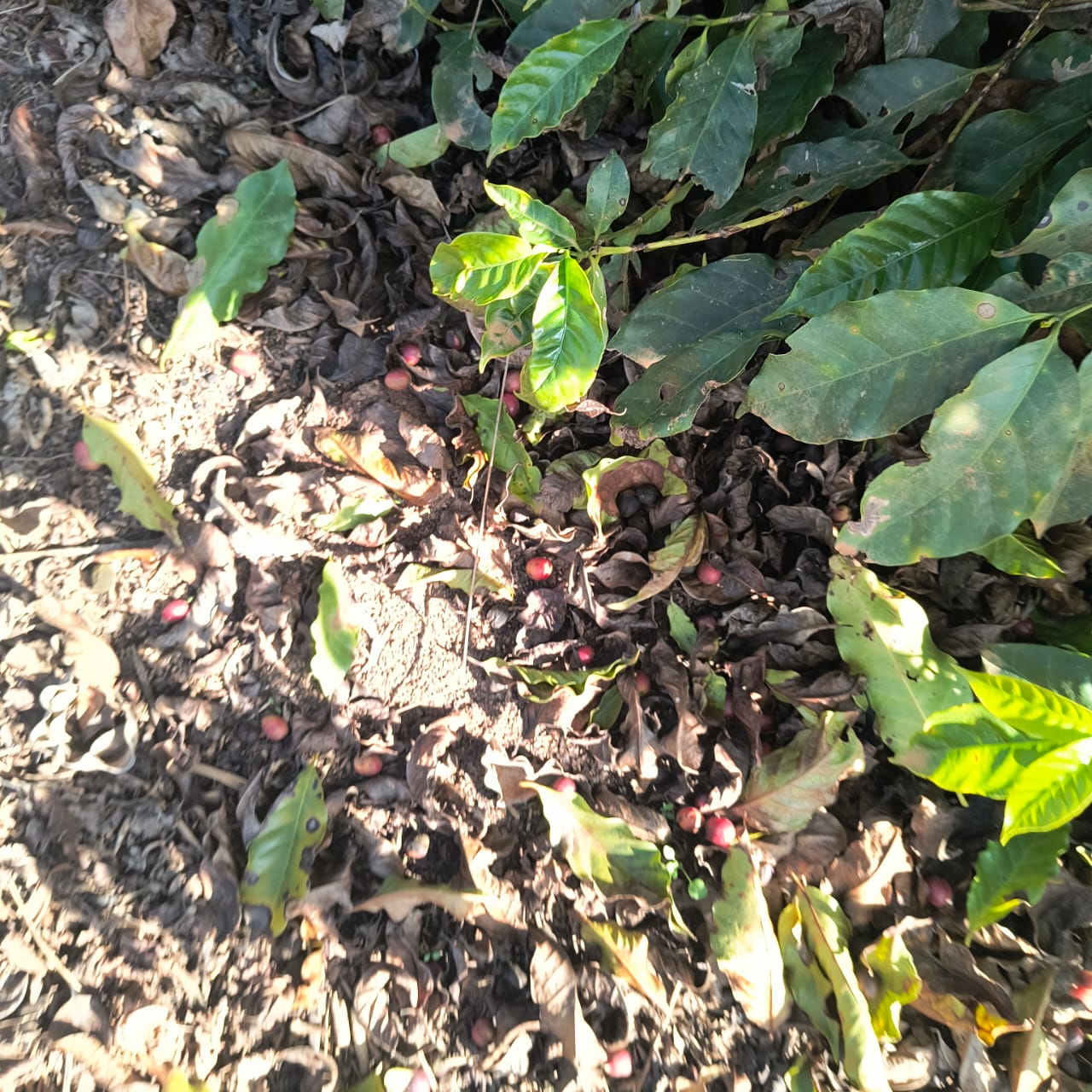 Precipitações afetam a colheita de café no Sul de Minas.