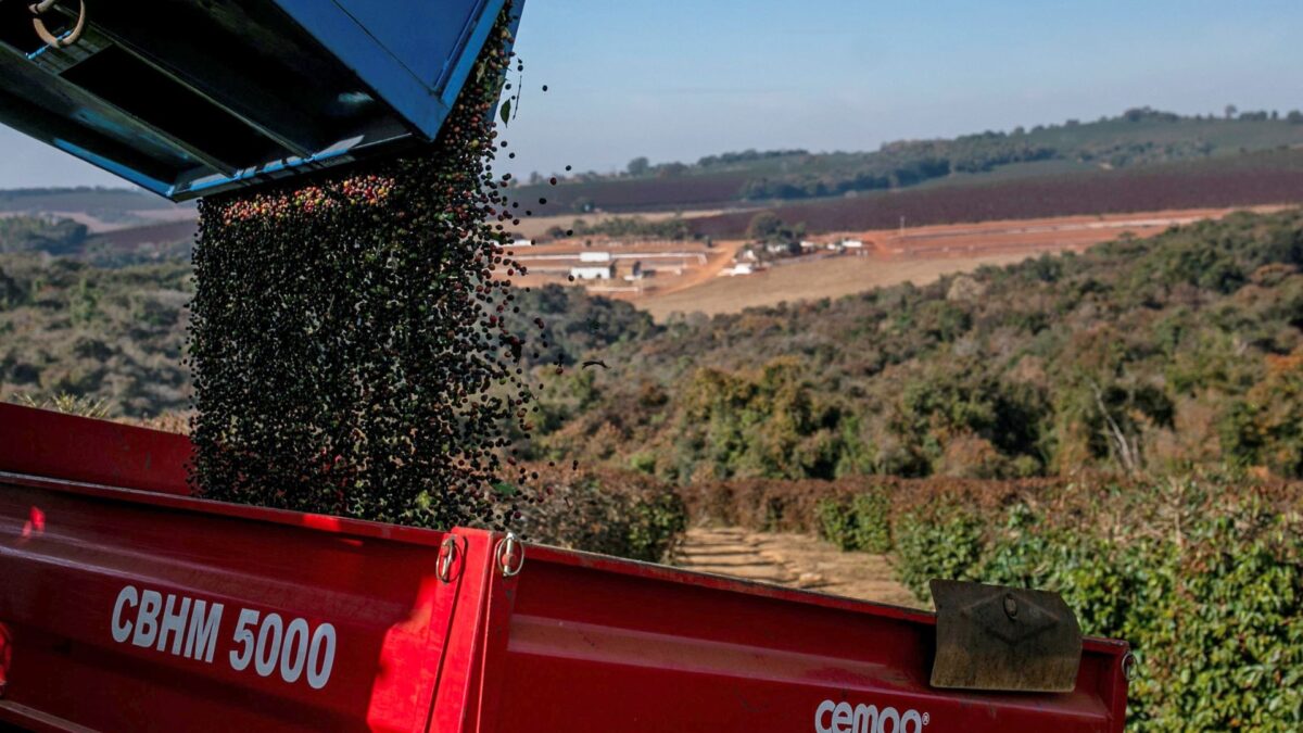 Colheita de Café no Brasil Atinge 64% da Safra com Atraso ante Ciclo Anterior