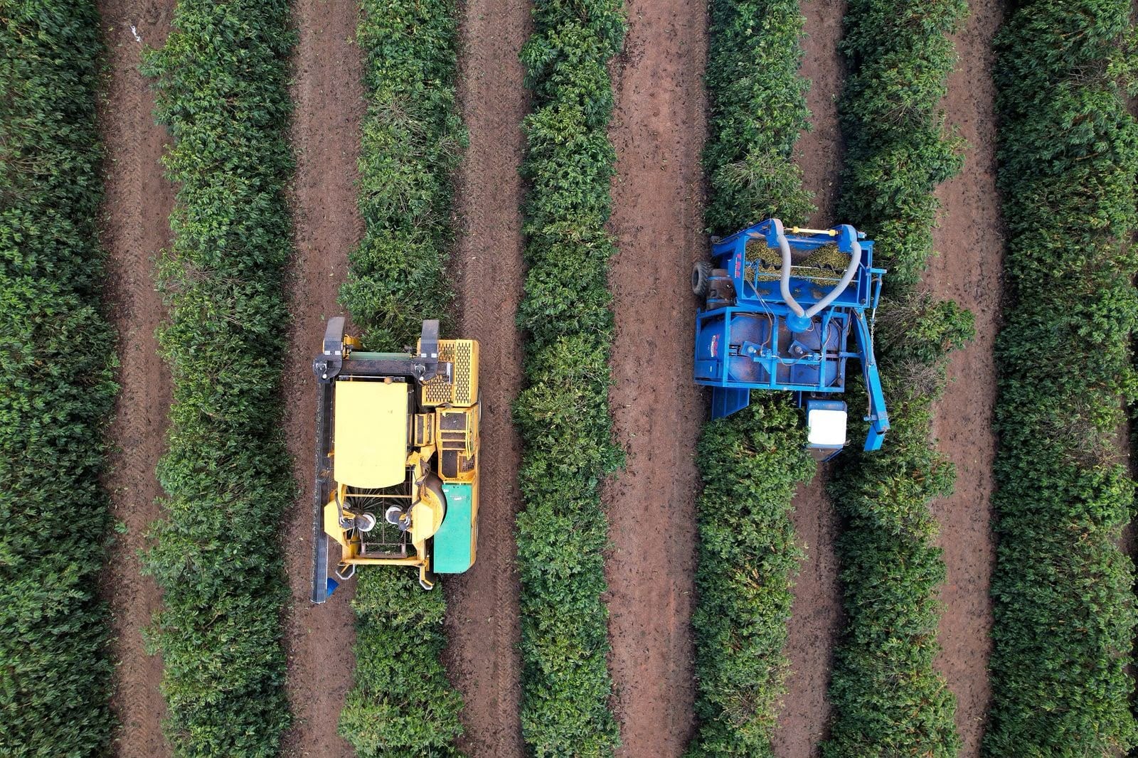 Produção de café arábica atinge 27% na região de atuação da Expocacer.