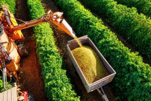 Colheita de café arábica evolui para 40% na área de abrangência da Expocacer