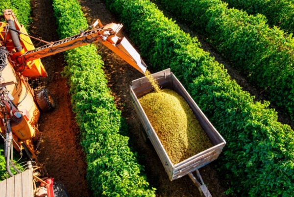 Produção de café arábica avança para 40% na região atendida pela Expocacer.