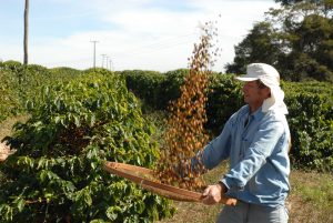 Colheita de café do Brasil atinge 64% do total, mas segue atrasada, diz...