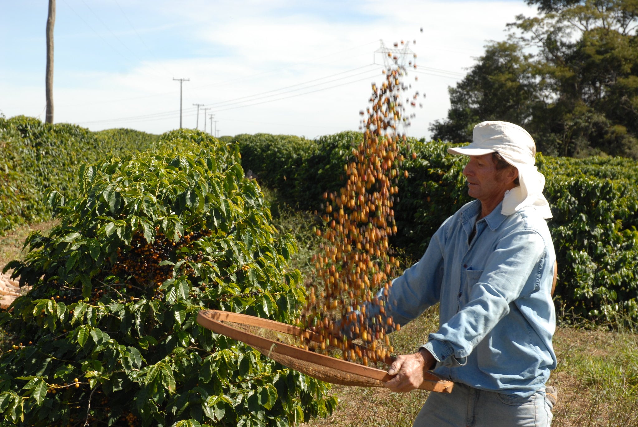 Produção de café no Brasil alcança 64% do total, mas ainda está atrasada, afirma…