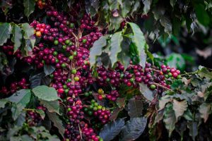 Safra de café no Brasil volta a preocupar mercado e preço sobe 12% em Nova York