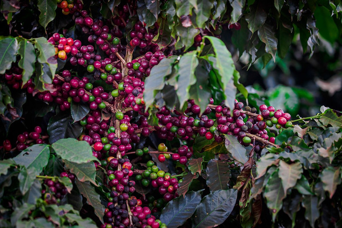 Produção de café no Brasil gera apreensão no mercado, e preços aumentam 12% em Nova York.