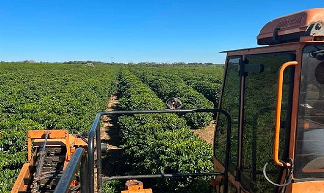 Produção de café ultrapassa 50% da meta estabelecida na região da Expocacer.