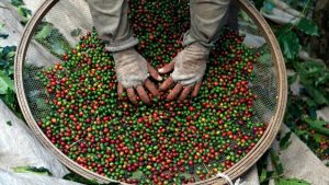 Colheita de Café de Cooperados da Cooxupé Avança para 47,3%