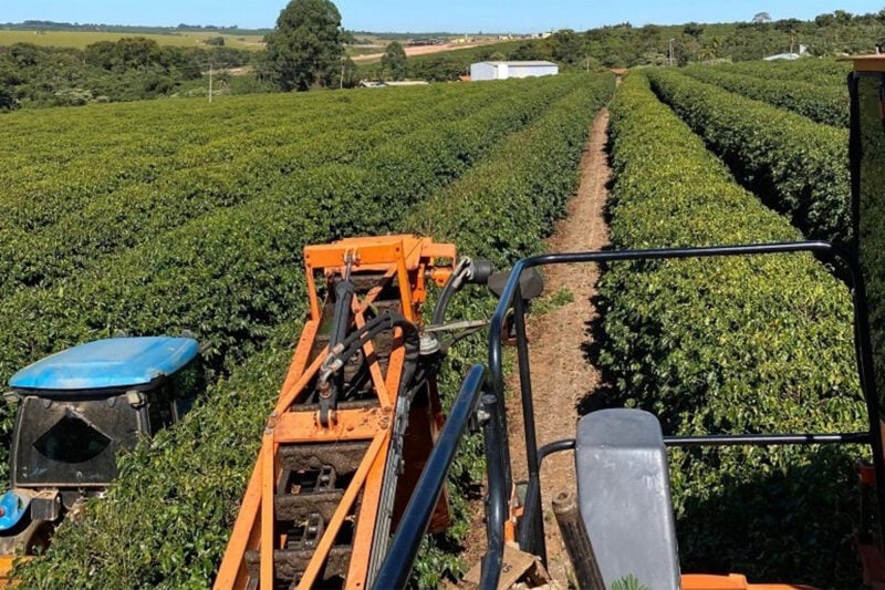 Progresso da colheita de café arábica na região da Expocacer atinge 32%