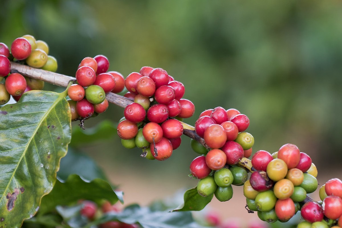 Receio em relação ao El Niño eleva preço do café em 16% em Nova York.