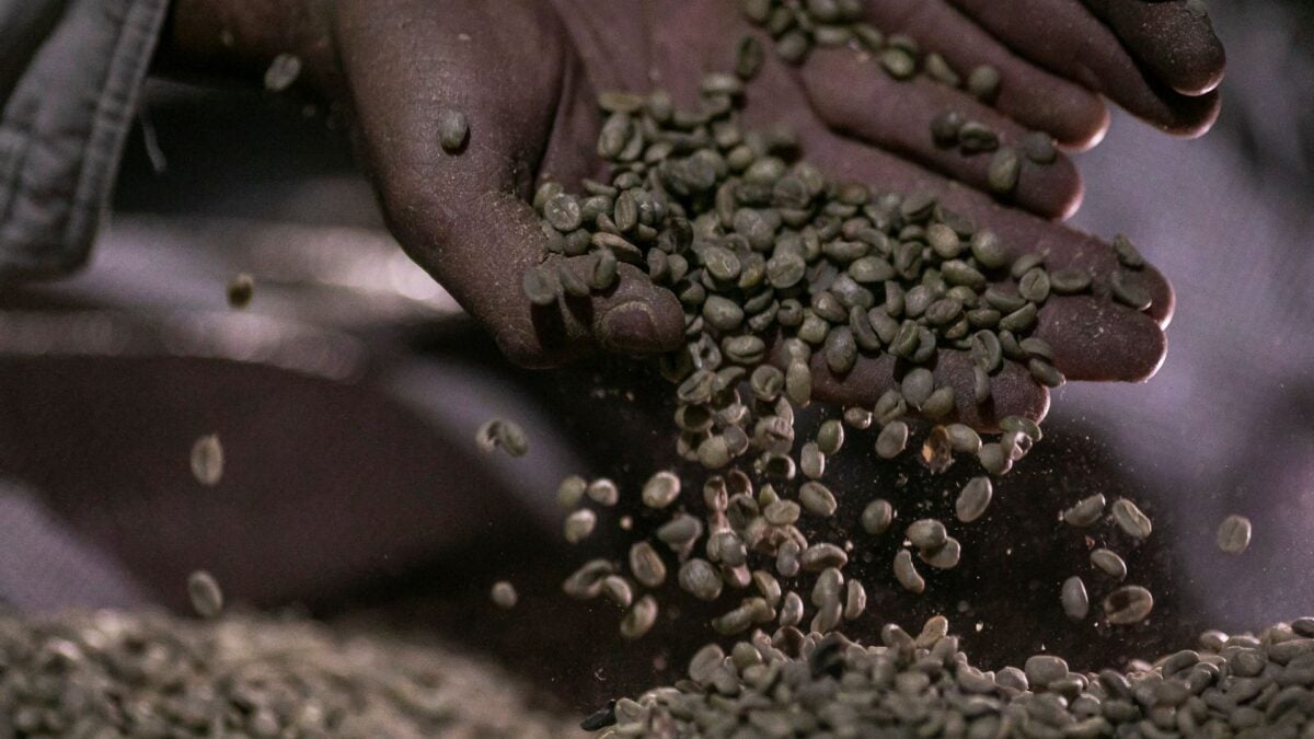 Aumento dos Preços do Café Robusta no Vietnã Durante o Encerramento da Safra na Indonésia