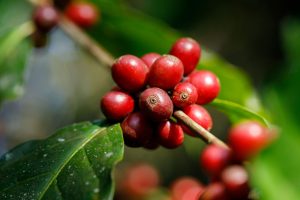 Preços do café sobem no Vietnã, safra na Indonésia chega ao fim