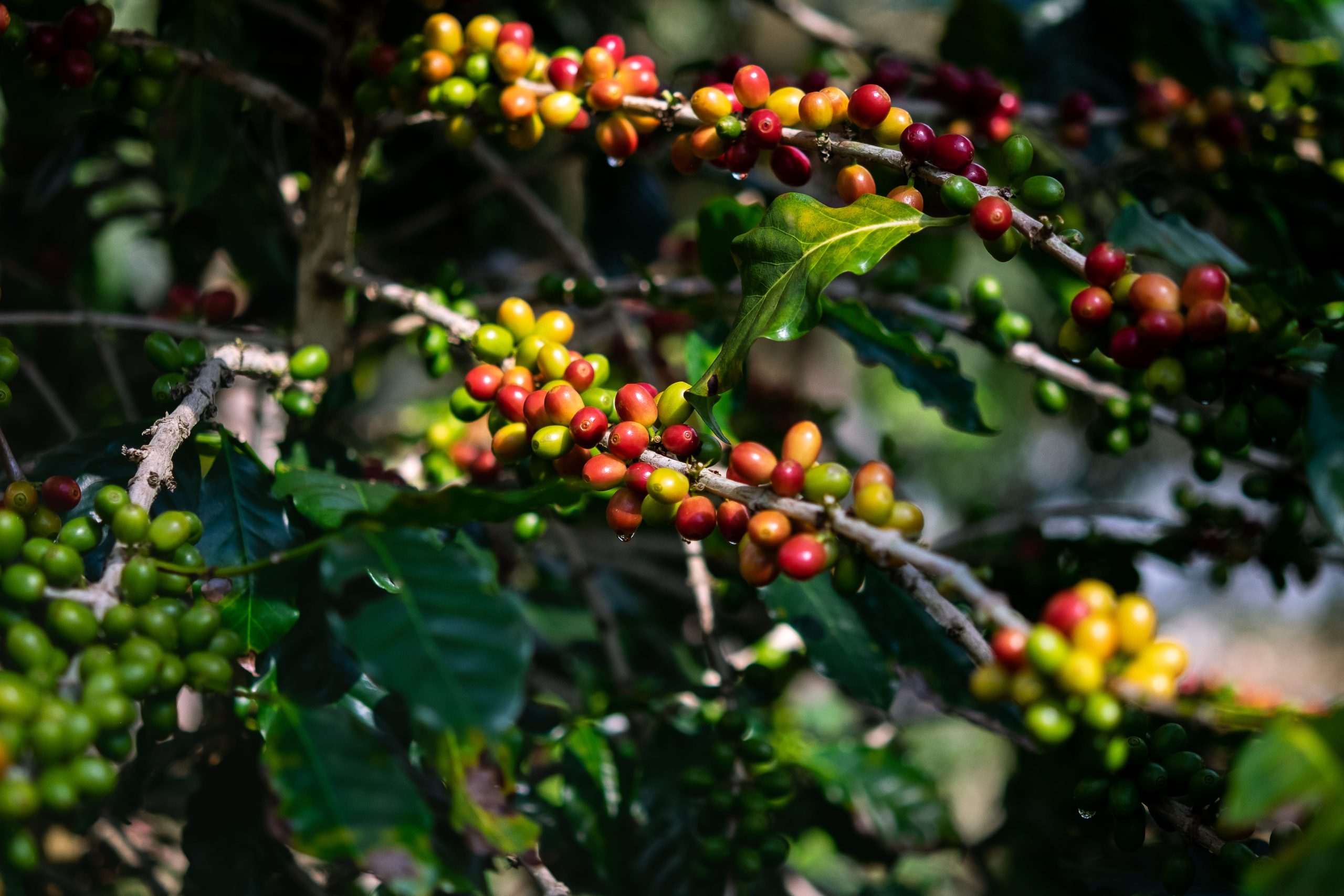 Café registra alta em Nova York nesta segunda-feira, com aumento de quase 5%; preço do cereja descascado atinge R$…