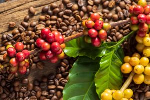 Café tem 3ª feira (18) de estabilidade em Nova Iorque, mas de olho nos...