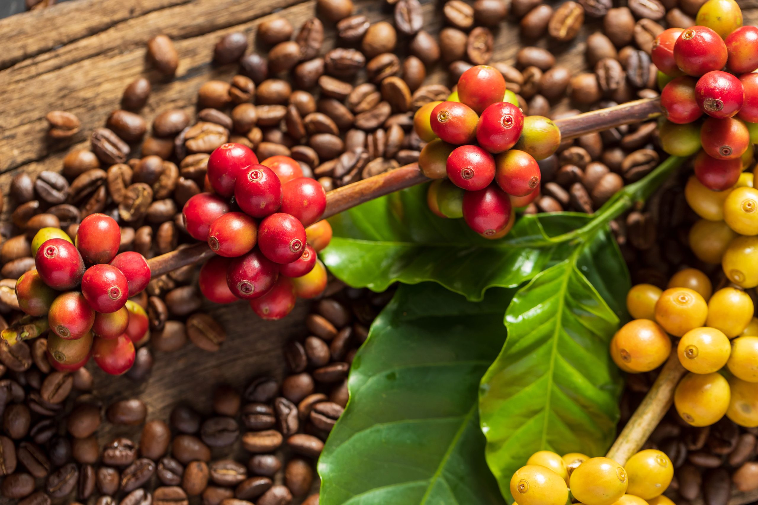 Café registra terceira terça-feira (18) de estabilidade em Nova Iorque, mas atento a…