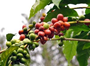Café ganha força em NY com incertezas sobre a oferta, mas fecha com...