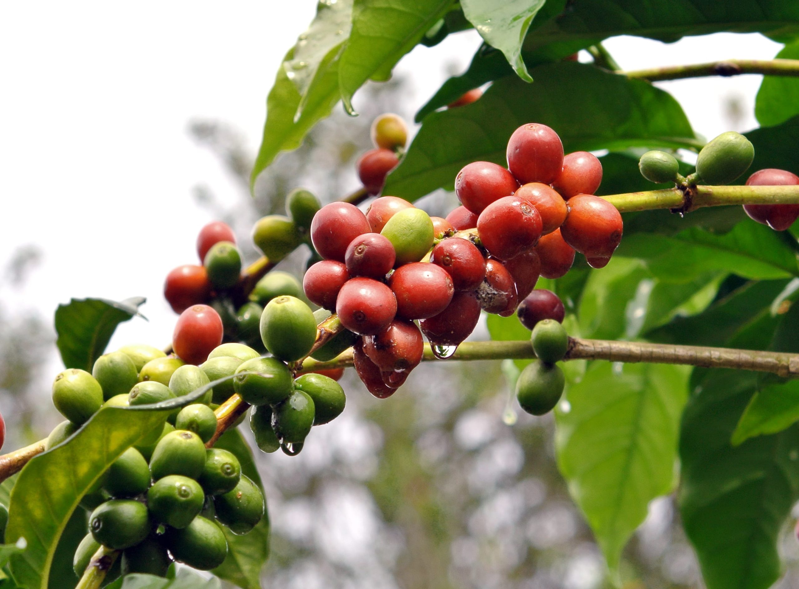 Café se valoriza em NY diante de incertezas sobre a oferta, mas encerra com…