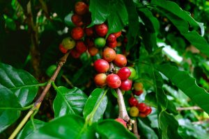 Café cai forte em Nova York com avanço da colheita no Brasil e dólar forte;...