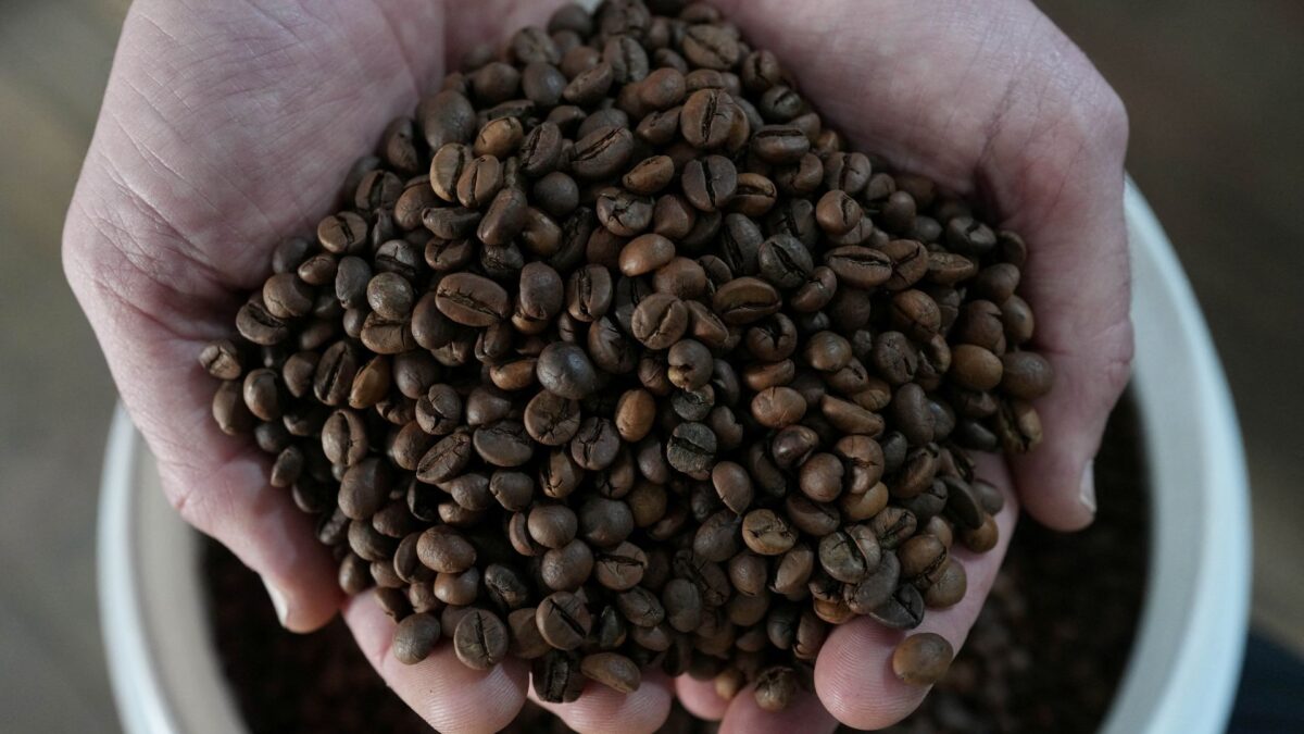 Colheita de Café 2026/27 no Brasil Alcança 90% da Produção com Aumento Semanal de 6 Pontos Percentuais.