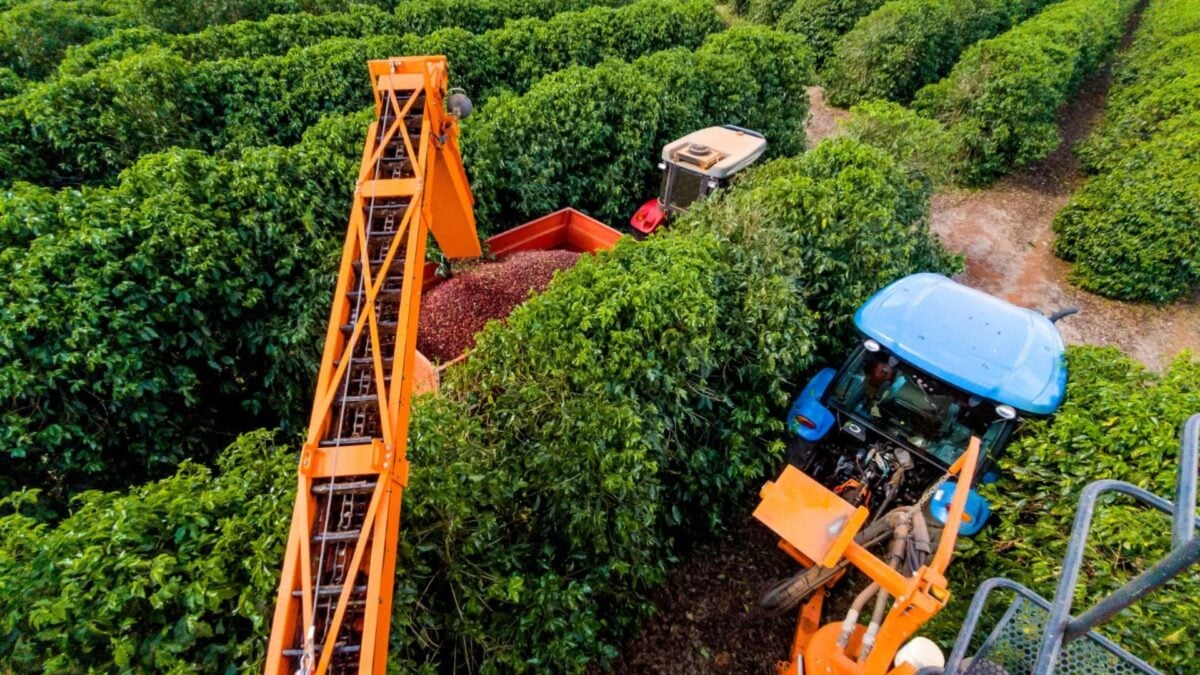 Colheita de Café da Cooxupé Chega a 67,3% com Velocidade de Colheita Abaixo do Normal para os Últimos Anos.