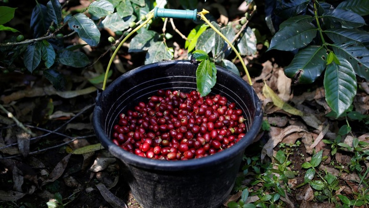 Colheita de café arábica atinge 87% na área da Expocacer.