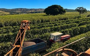 Colheita de café arábica encerra julho em 66% na área da Expocacer