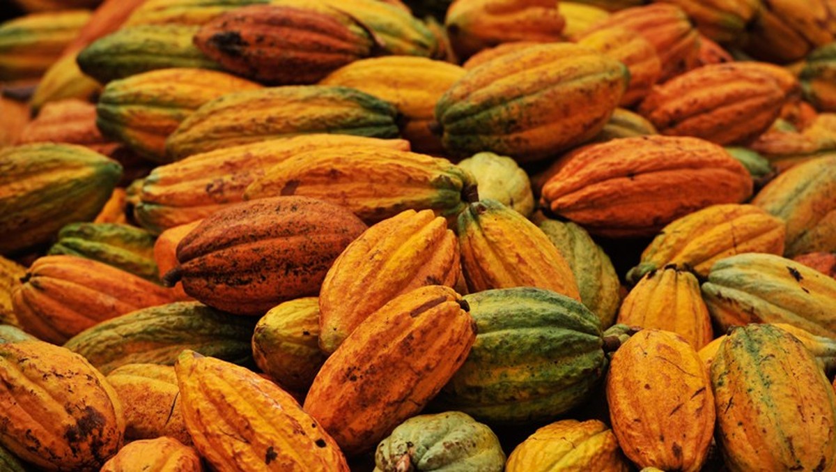 El Niño impulsiona a elevação dos preços do cacau e do café no mercado internacional em julho.