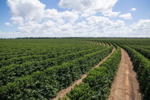 Fim da colheita de café direciona atenção de produtores para a safra 2027/28