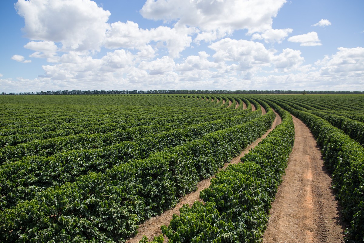 Encerramento da colheita de café faz produtores voltarem suas atenções para a safra 2027/28.