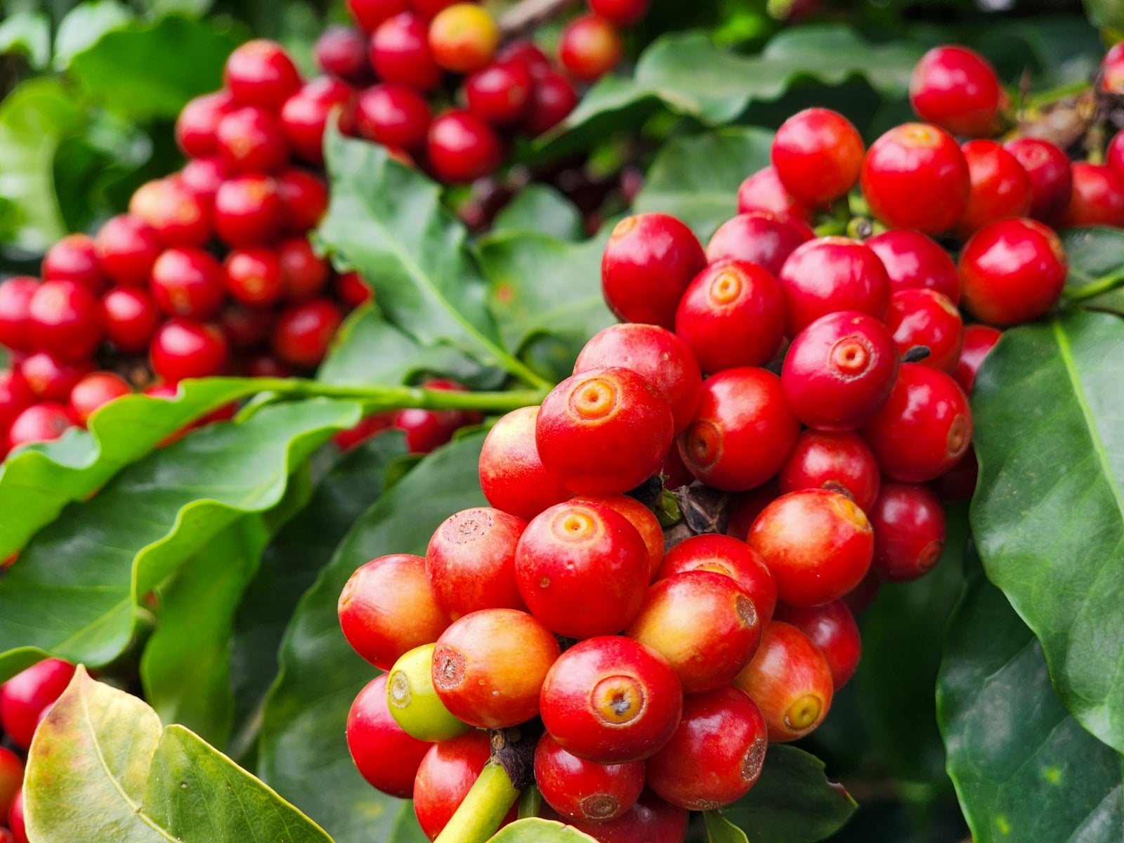 Hedgepoint mantém previsão de produção de café no Brasil em nível histórico.