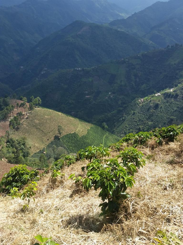 Líder do setor afirma que El Niño, e não terremotos, impactará a produção de café na Colômbia.